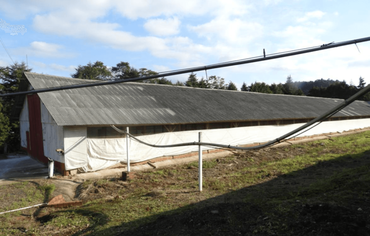 Foto 9 de 16: Comercial em leilão em Brochier - RS — IMÓVEL (17.000 m2) DENTRO DE UMA ÁREA MAIOR DE  37.037,22m² COM GALPÕES AVIÁRIOS EM MONTENEGRO/RS