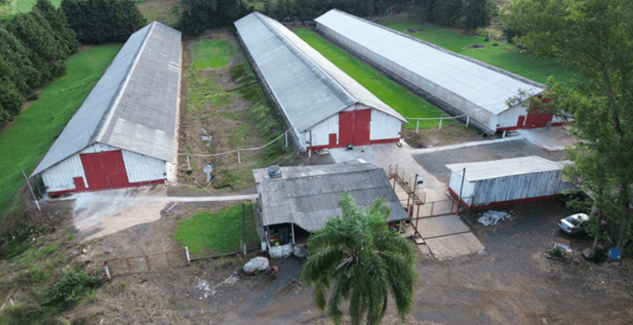 Foto 6 de 16: Comercial em leilão em Brochier - RS — IMÓVEL (17.000 m2) DENTRO DE UMA ÁREA MAIOR DE  37.037,22m² COM GALPÕES AVIÁRIOS EM MONTENEGRO/RS