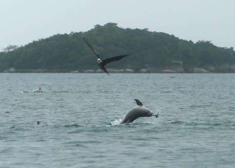 Foto 4 de 10: Imóvel em leilão em Paraty - RJ — PROPRIEDADE NA ILHA DO ALGODÃO, EM PARATY -  IMAGENS ILUSTRATIVAS