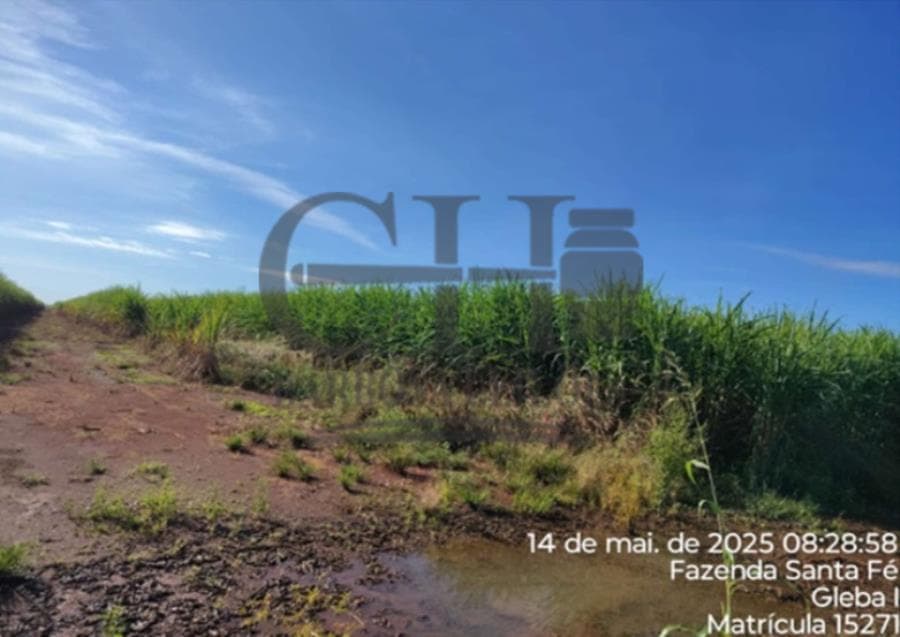 Foto 8 de 9: Area Rural em leilão em Campo Novo Do Parecis - MT — FAZENDA SANTA FÉ (GLEBA I) - 384,63 HÁ - CAMPO NOVO DO PARECIS IMÓVEIS RURAIS - CAMPO NOVO DO PARECIS