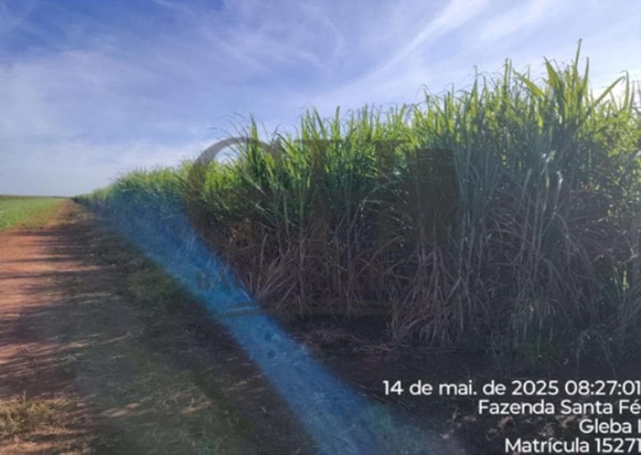 Foto 7 de 9: Area Rural em leilão em Campo Novo Do Parecis - MT — FAZENDA SANTA FÉ (GLEBA I) - 384,63 HÁ - CAMPO NOVO DO PARECIS IMÓVEIS RURAIS - CAMPO NOVO DO PARECIS