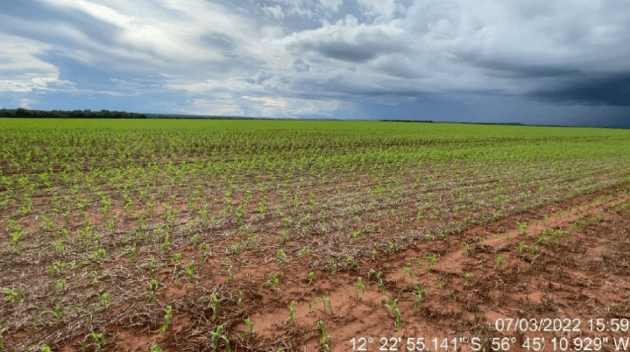 Area Rural em leilão em Tapurah - MT — Tapurah/MT - Fazenda com 489ha Leilão Banco Inter